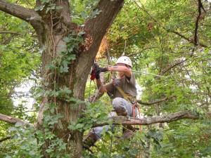 fixing the oak tree_1826